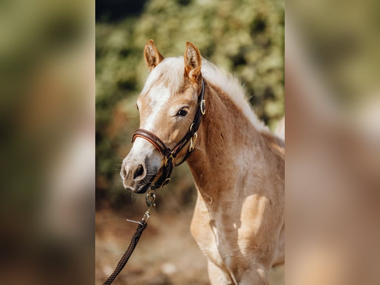 Haflinger Hengst 1 Jaar 152 cm in Trebbin