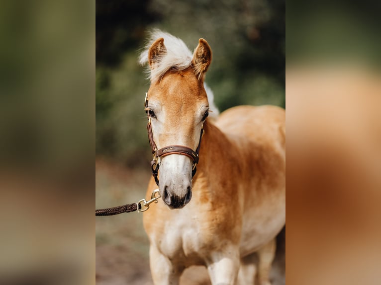 Haflinger Hengst 1 Jaar 154 cm in Trebbin