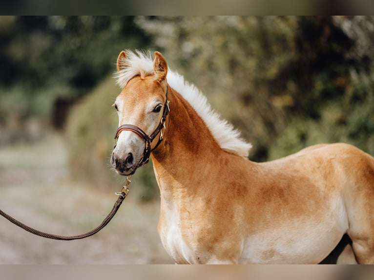 Haflinger Hengst 1 Jaar 154 cm in Trebbin