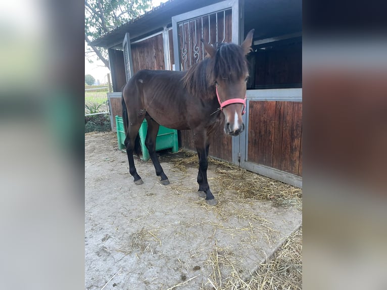 Haflinger Mix Hengst 1 Jaar 160 cm Donkerbruin in Albignasego Haflinger Mix Hengst 1 Jaar 160 cm Donkerbruin in Albignasego