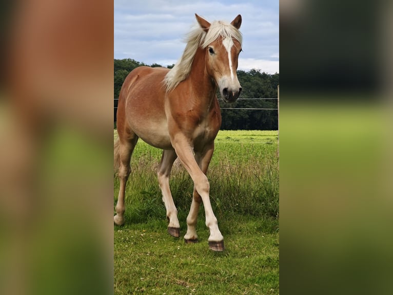 Haflinger Hengst 1 Jaar in Haren