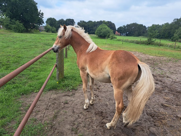 Haflinger Hengst 1 Jaar in Haren