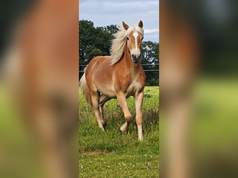 Haflinger Hengst 1 Jaar in Haren