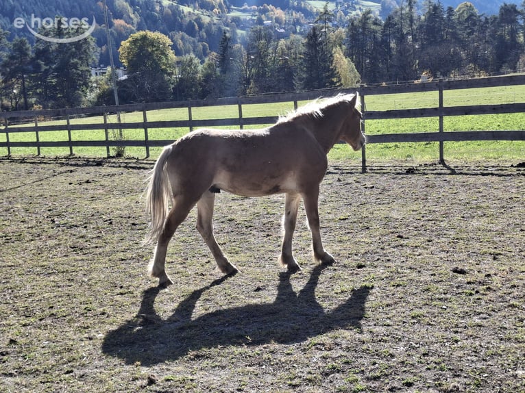 Haflinger Hengst 1 Jaar  in Tösens