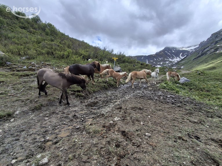 Haflinger Hengst 1 Jaar  in Tösens