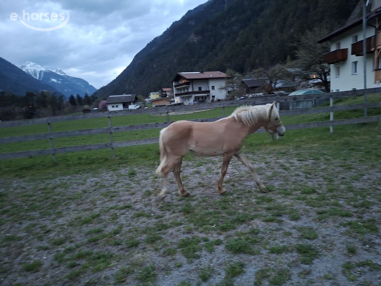 Haflinger Hengst 1 Jaar  in Tösens