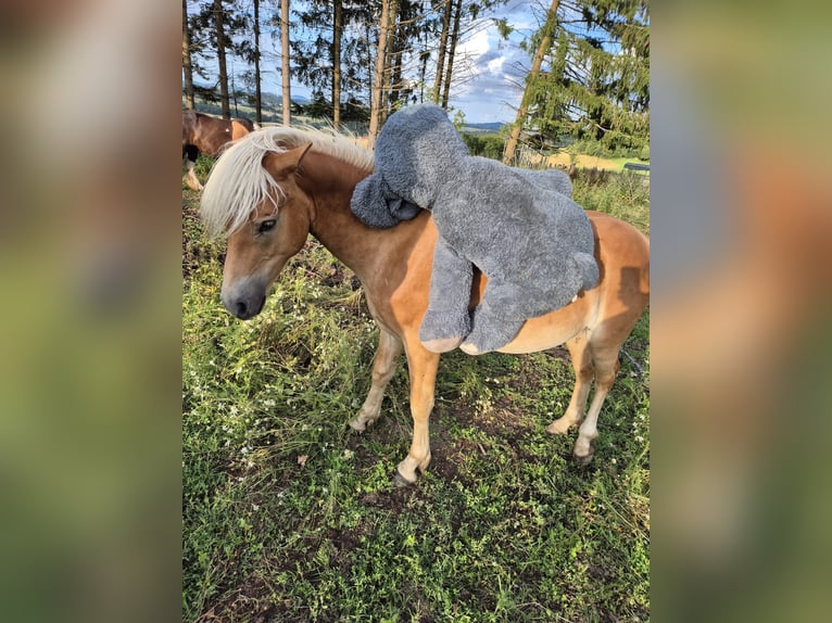 Haflinger Hengst 1 Jaar in Bereborn