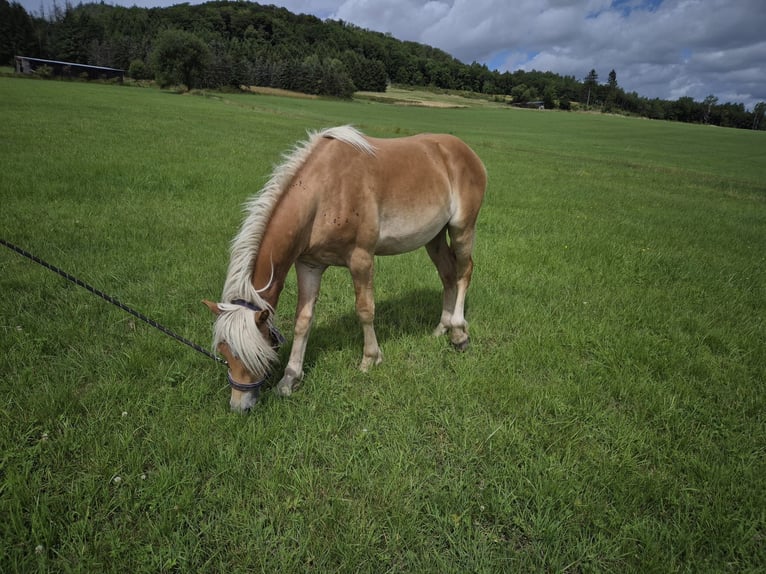 Haflinger Hengst 1 Jaar in Bereborn