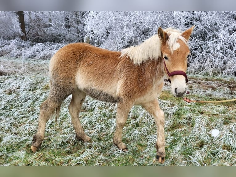 Haflinger Hengst 1 Jaar in Bereborn