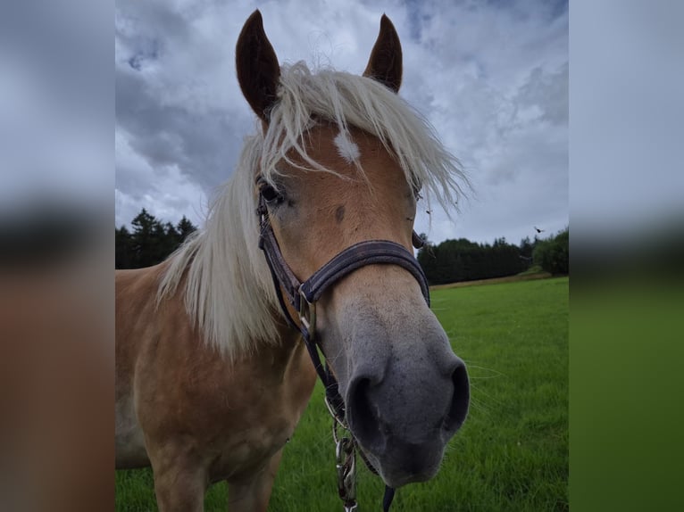 Haflinger Hengst 1 Jaar in Bereborn