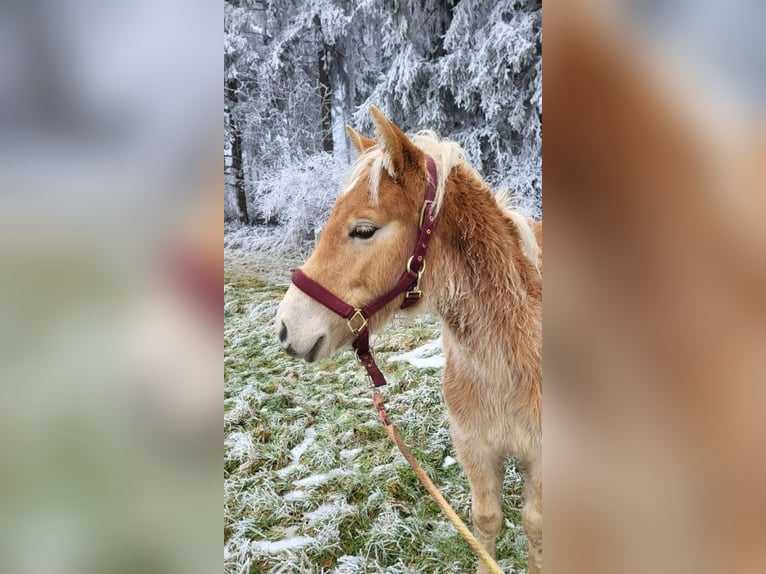 Haflinger Hengst 1 Jaar in Bereborn