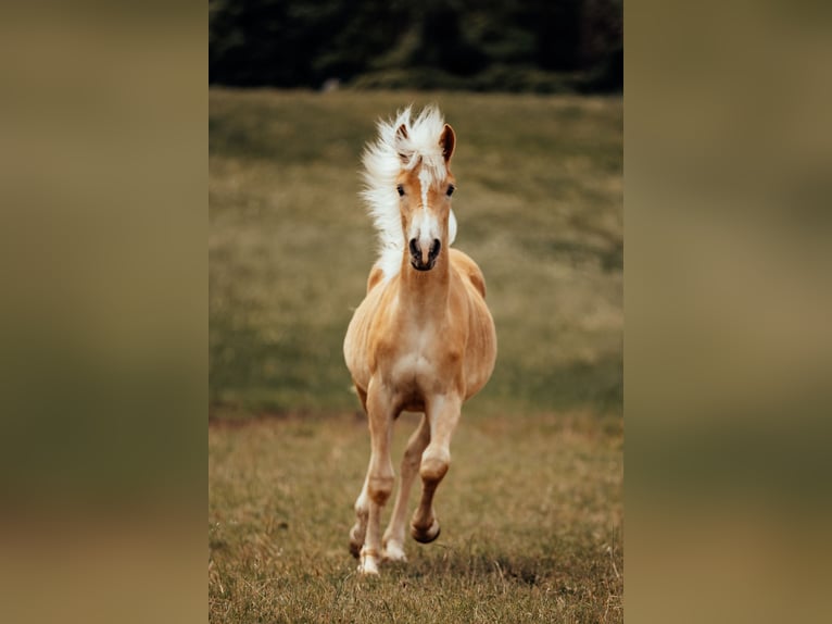 Haflinger Hengst 1 Jaar  in Bad Schwalbach