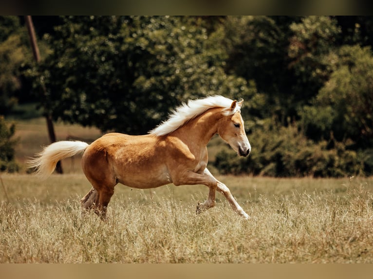 Haflinger Hengst 1 Jaar  in Bad Schwalbach