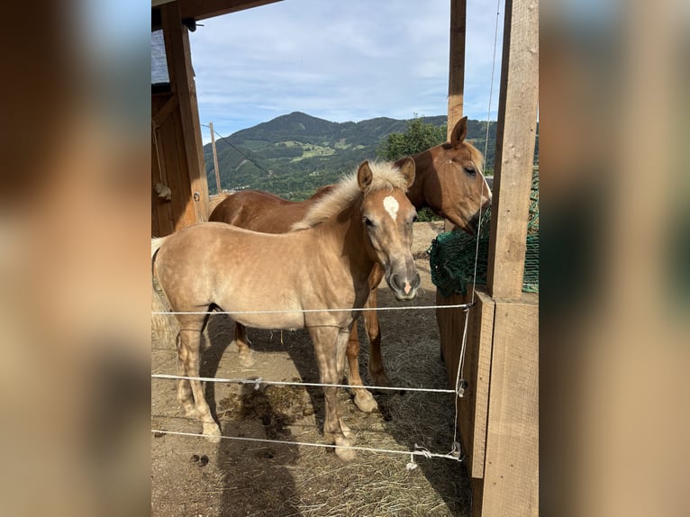 Haflinger Mix Hengst 1 Jaar  in Frohnleiten