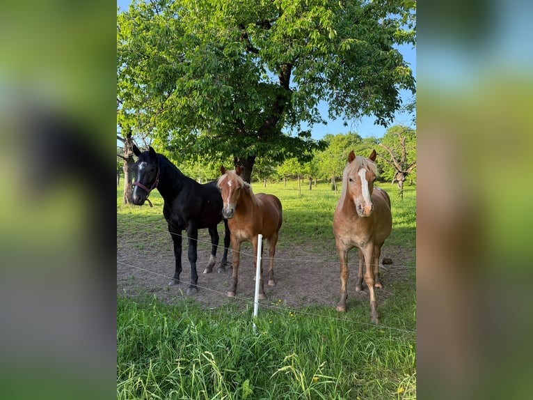 Haflinger Mix Hengst 1 Jaar  in Tastungen