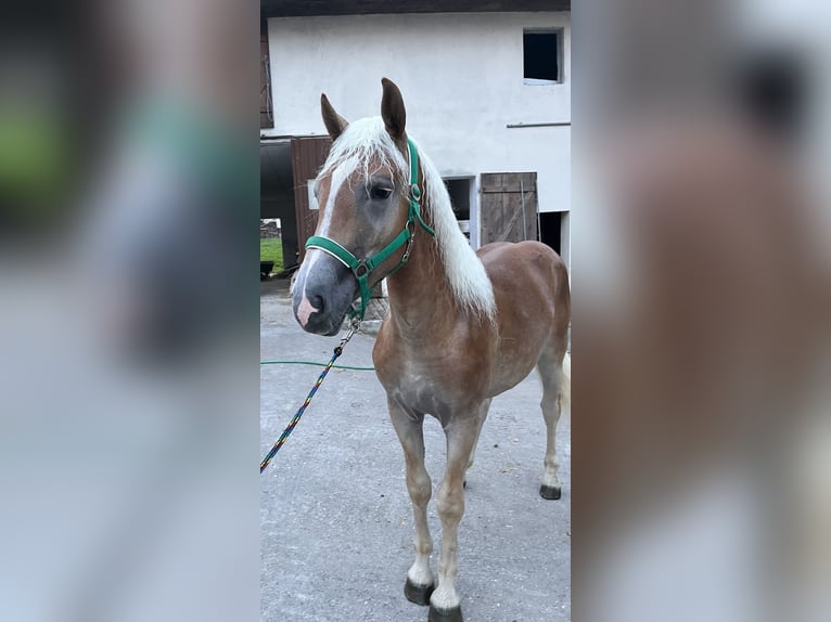 Haflinger Hengst 1 Jaar in Waizenkirchen