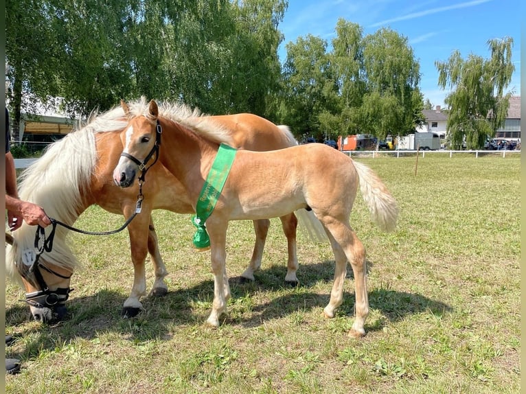 Haflinger Hengst 1 Jaar  in Zachenberg