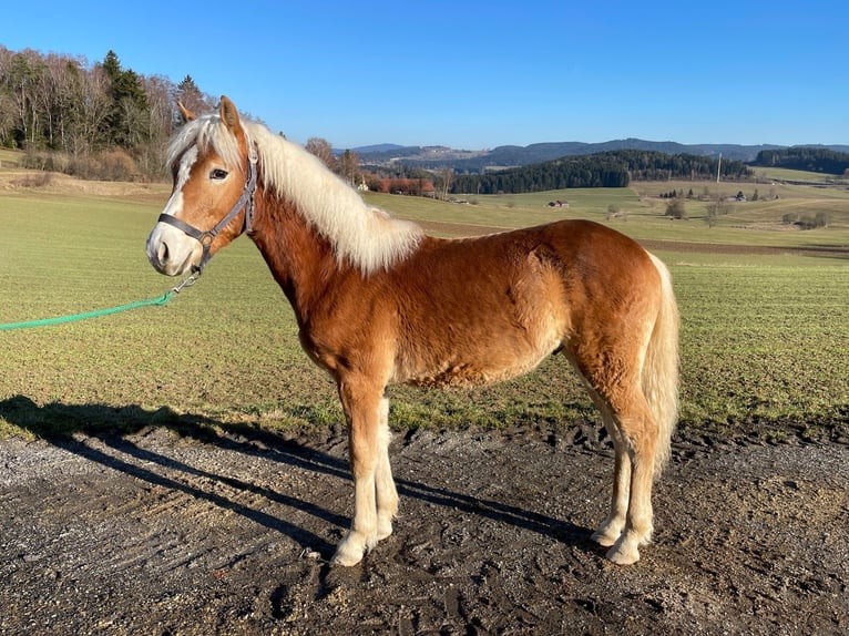 Haflinger Hengst 1 Jaar  in Zachenberg