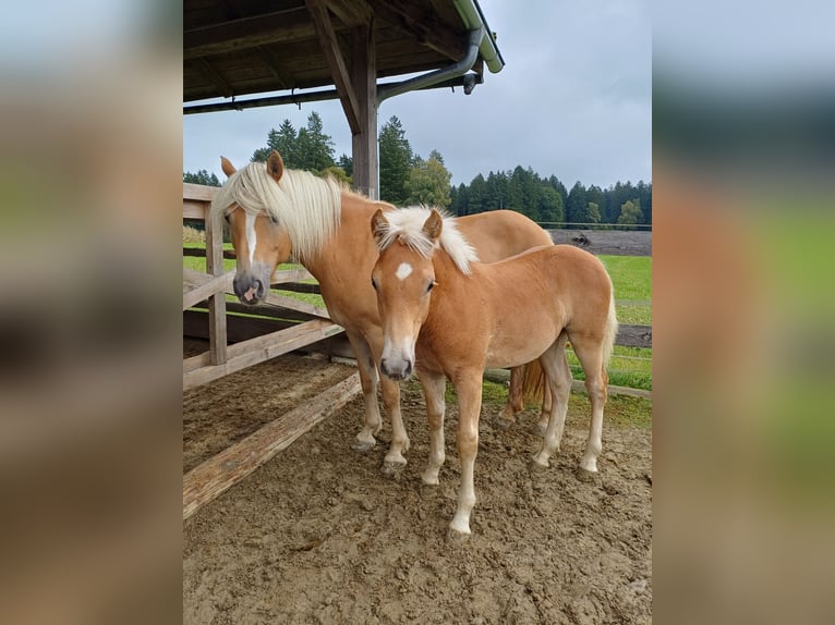 Haflinger Hengst 1 Jaar Vos in St. Aegidi