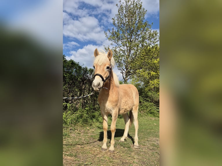 Haflinger Hengst 1 Jaar Vos in Magdalensberg