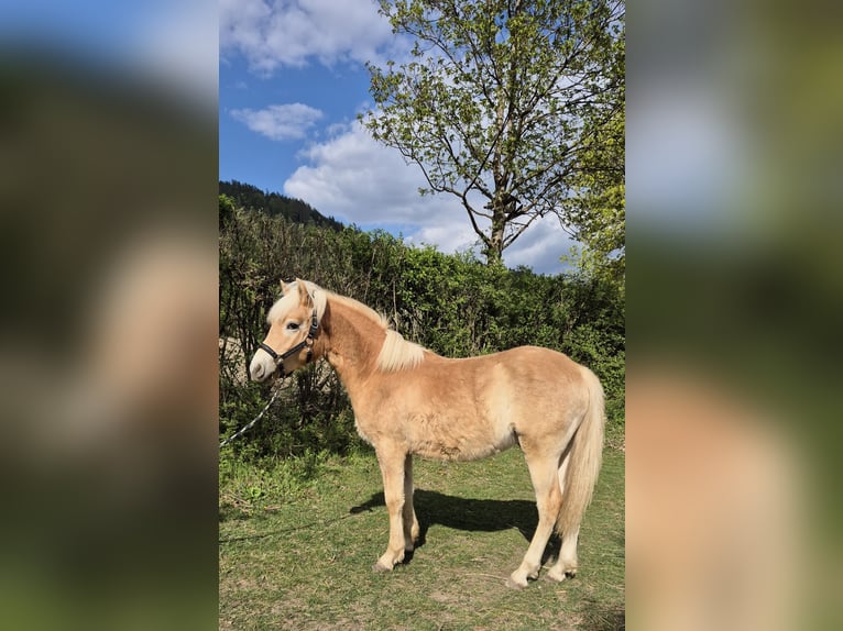 Haflinger Hengst 1 Jaar Vos in Magdalensberg