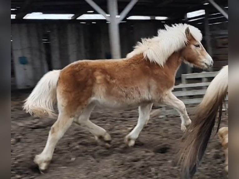Haflinger Hengst 1 Jaar Vos in Klötze