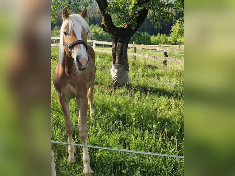 Haflinger Hengst 1 Jahr 130 cm  in Eppenstein