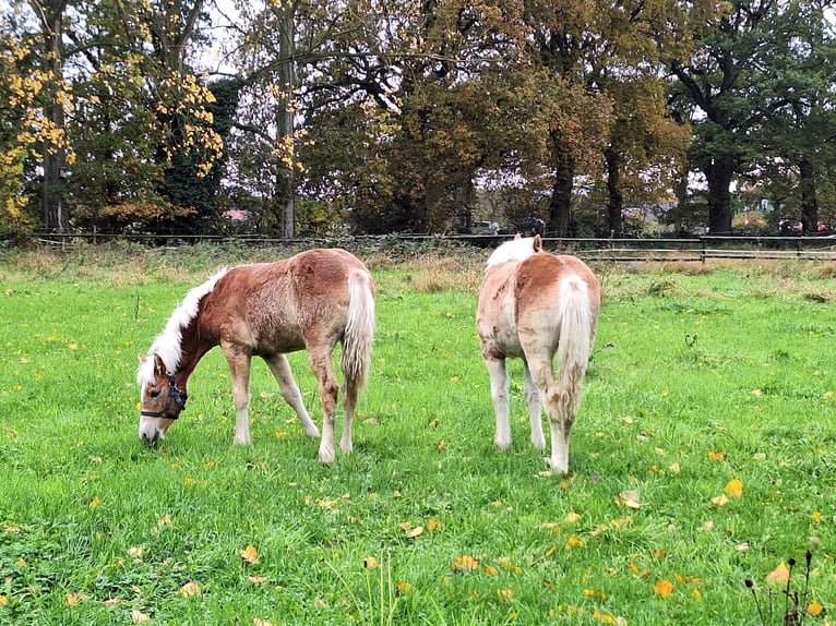 Haflinger Hengst 1 Jahr 135 cm Fuchs in Xanten