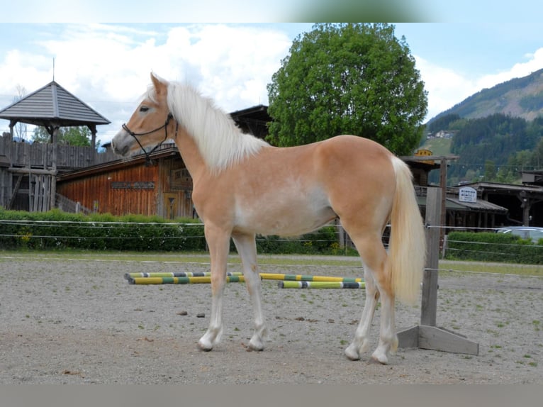 Haflinger Hengst 1 Jahr 138 cm  in Distelberg