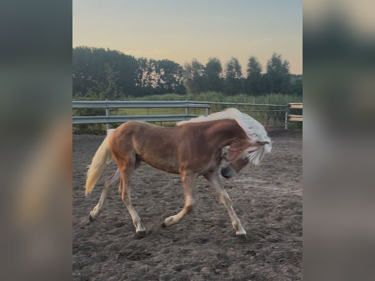 Haflinger Hengst 1 Jahr 140 cm  in Wommelgem
