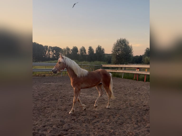 Haflinger Hengst 1 Jahr 140 cm  in Wommelgem