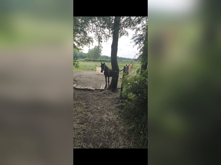 Haflinger Mix Hengst 1 Jahr 145 cm Brauner in Susteren