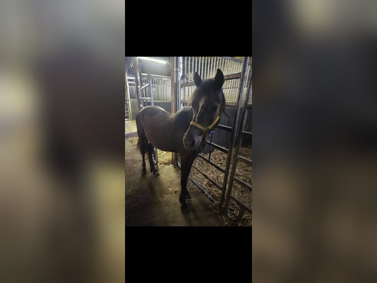 Haflinger Mix Hengst 1 Jahr 145 cm Brauner in Susteren