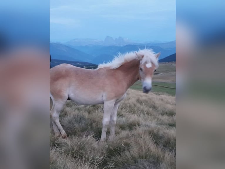 Haflinger Hengst 1 Jahr 145 cm Fuchs in Witten