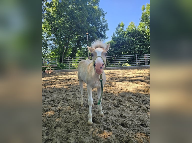 Haflinger Hengst 1 Jahr 147 cm Fuchs in Steinen
