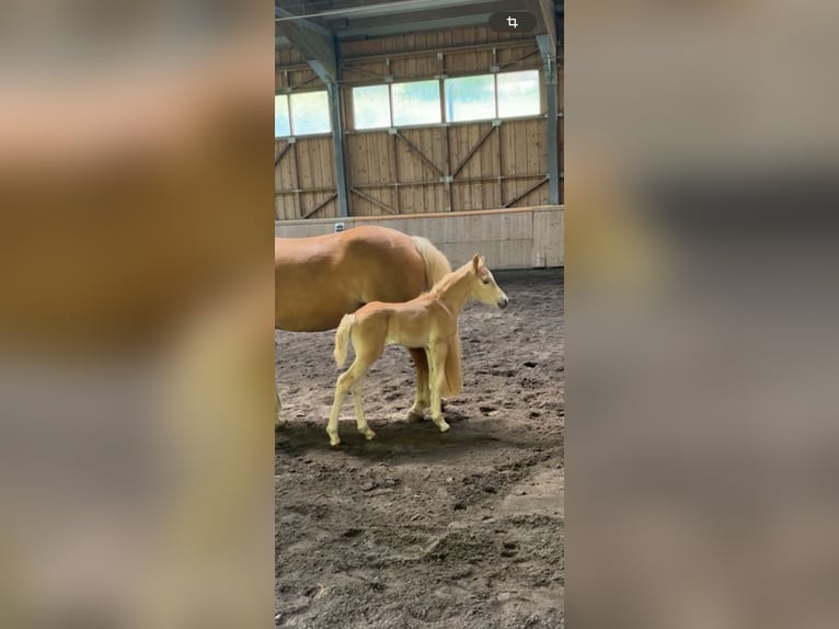 Haflinger Hengst 1 Jahr 148 cm  in Brand