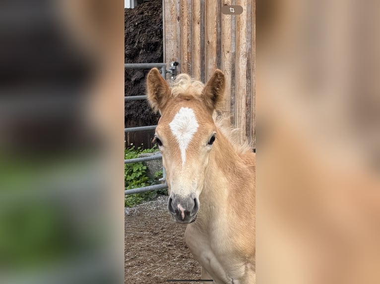 Haflinger Hengst 1 Jahr 148 cm  in Brand