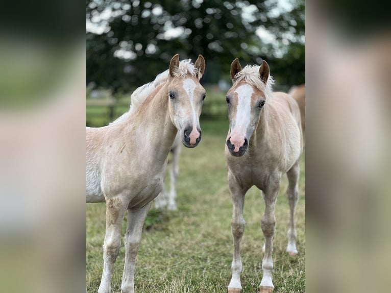 Haflinger Hengst 1 Jahr 148 cm Fuchs in Seedorf