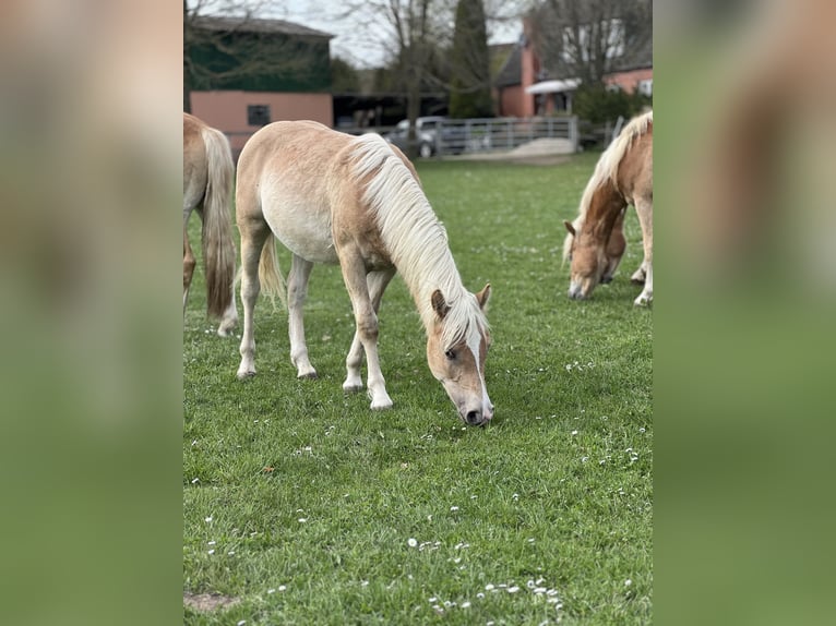Haflinger Hengst 1 Jahr 148 cm Fuchs in Seedorf