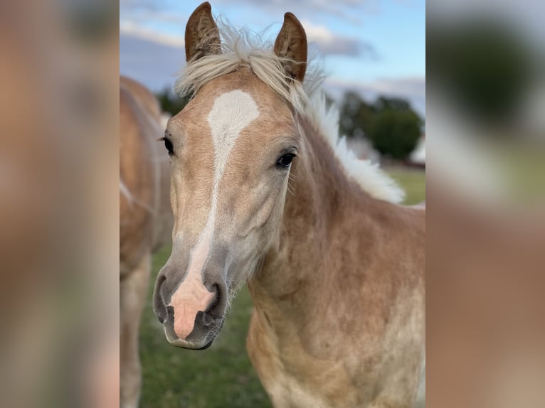 Haflinger Hengst 1 Jahr 148 cm Fuchs in Seedorf