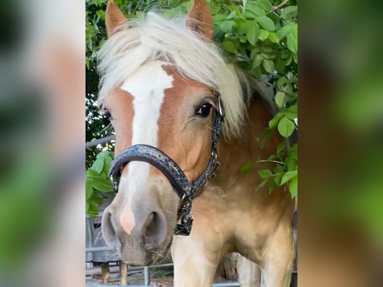Haflinger Hengst 1 Jahr 148 cm Fuchs in Wien, FavoritenWien