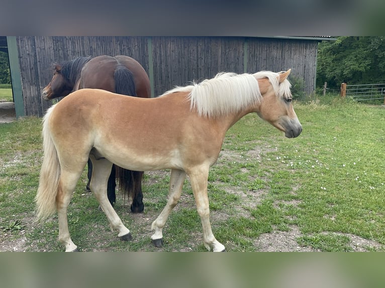 Haflinger Hengst 1 Jahr 148 cm Fuchs in Wien, FavoritenWien