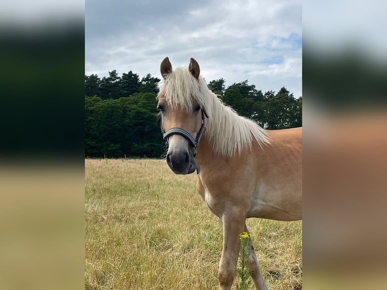 Haflinger Hengst 1 Jahr 150 cm in Suhlendorf