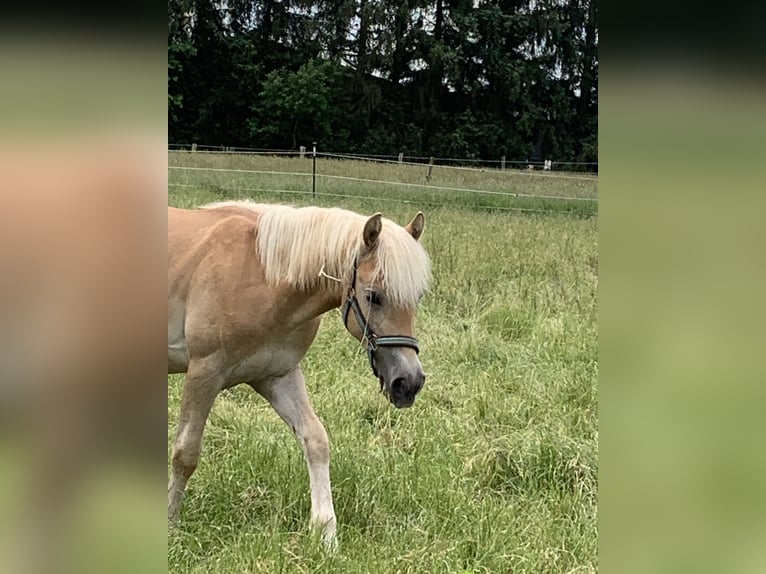 Haflinger Hengst 1 Jahr 150 cm in Suhlendorf