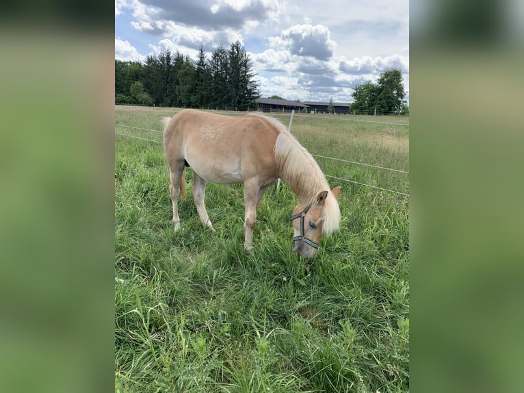 Haflinger Hengst 1 Jahr 150 cm in Suhlendorf