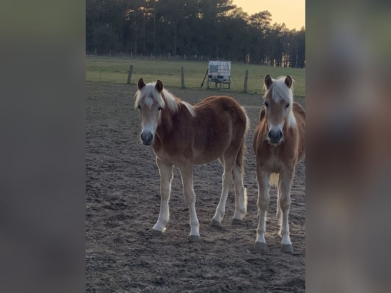 Haflinger Hengst 1 Jahr 150 cm in Suhlendorf