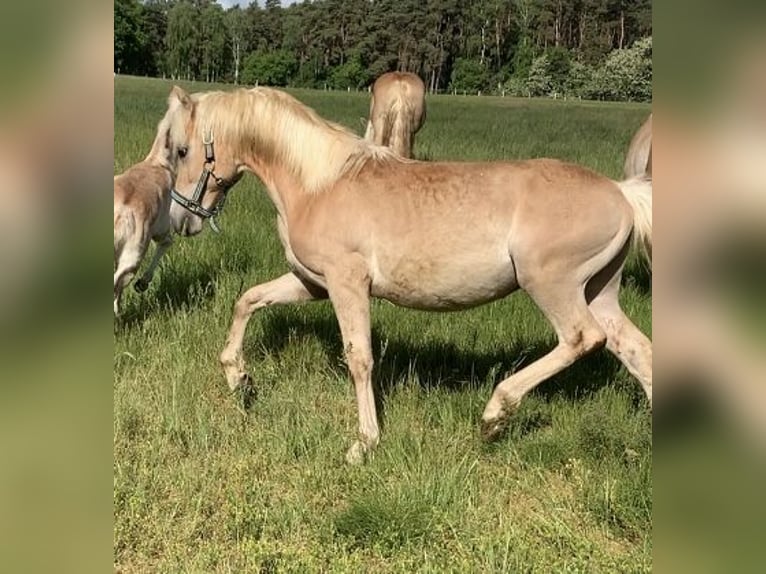 Haflinger Hengst 1 Jahr 150 cm in Suhlendorf