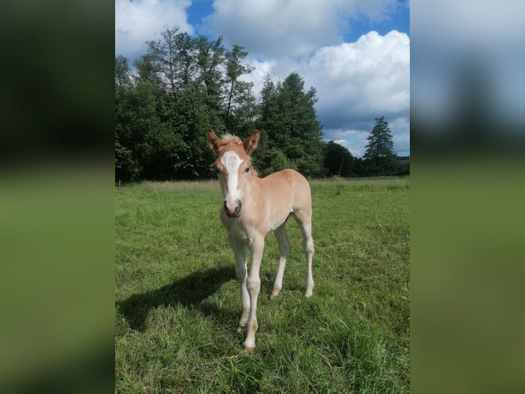 Haflinger Hengst 1 Jahr 150 cm in Biebergemünd
