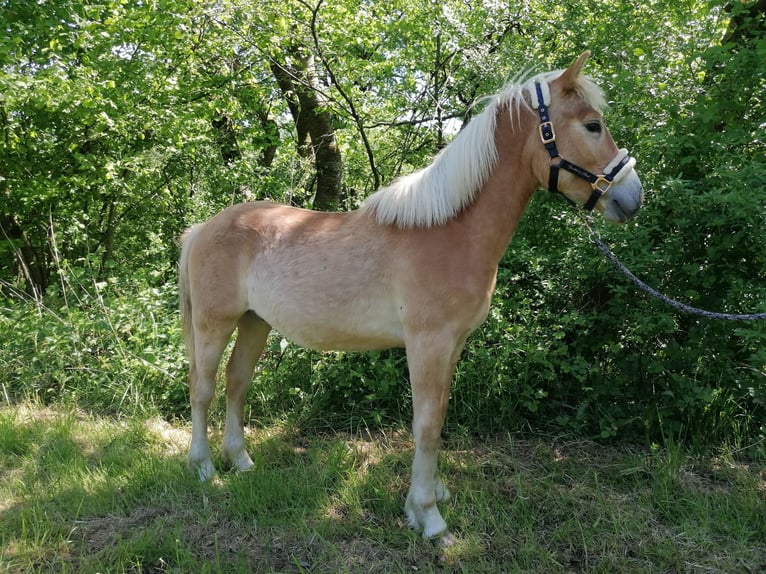 Haflinger Hengst 1 Jahr 150 cm in Biebergemünd