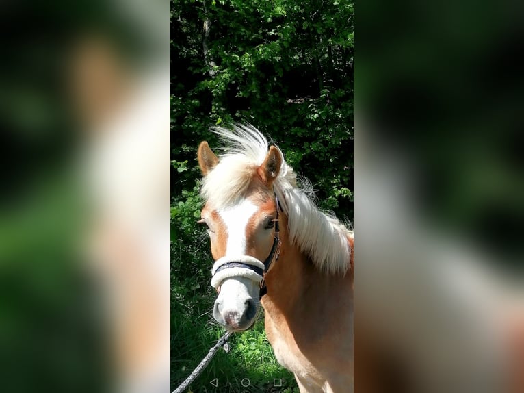 Haflinger Hengst 1 Jahr 150 cm in Biebergemünd